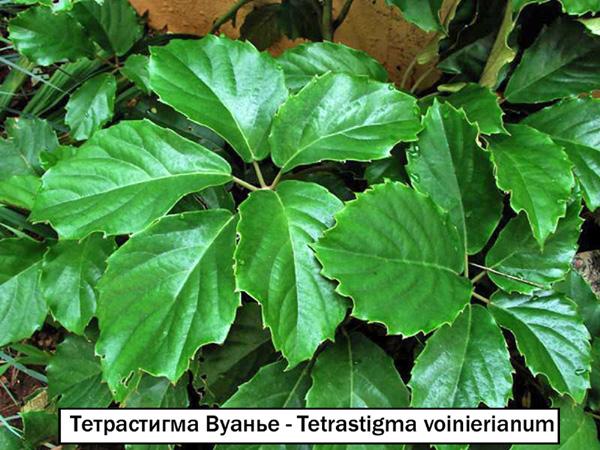 Тетрастигма Вуанье - Tetrastigma voinierianum