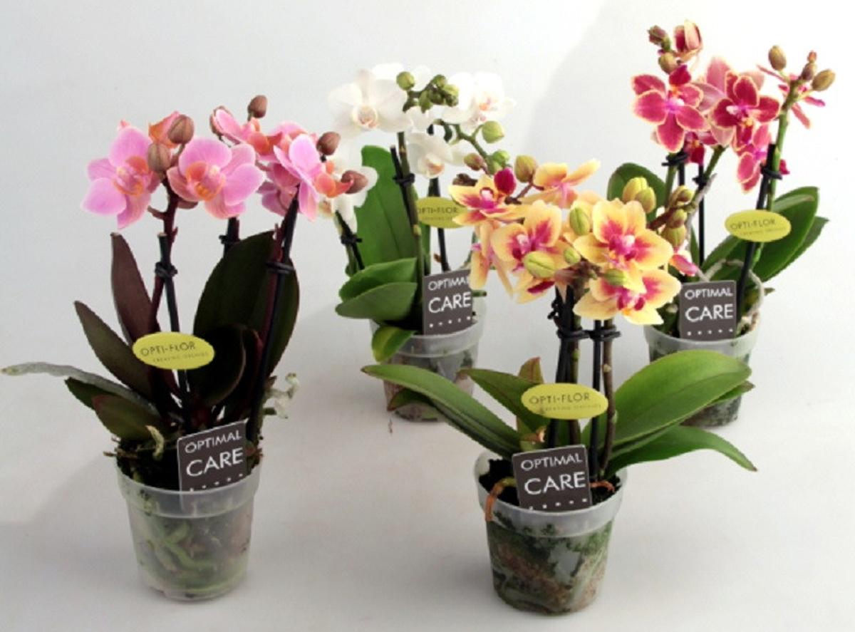 Арома (пахнущая) Мини-орхидея (карликовая) фаленопсис