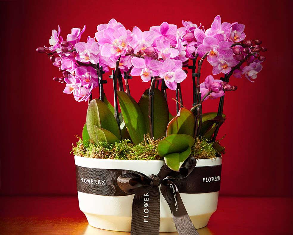 Арома (пахнущая) Мини-орхидея фаленопсис