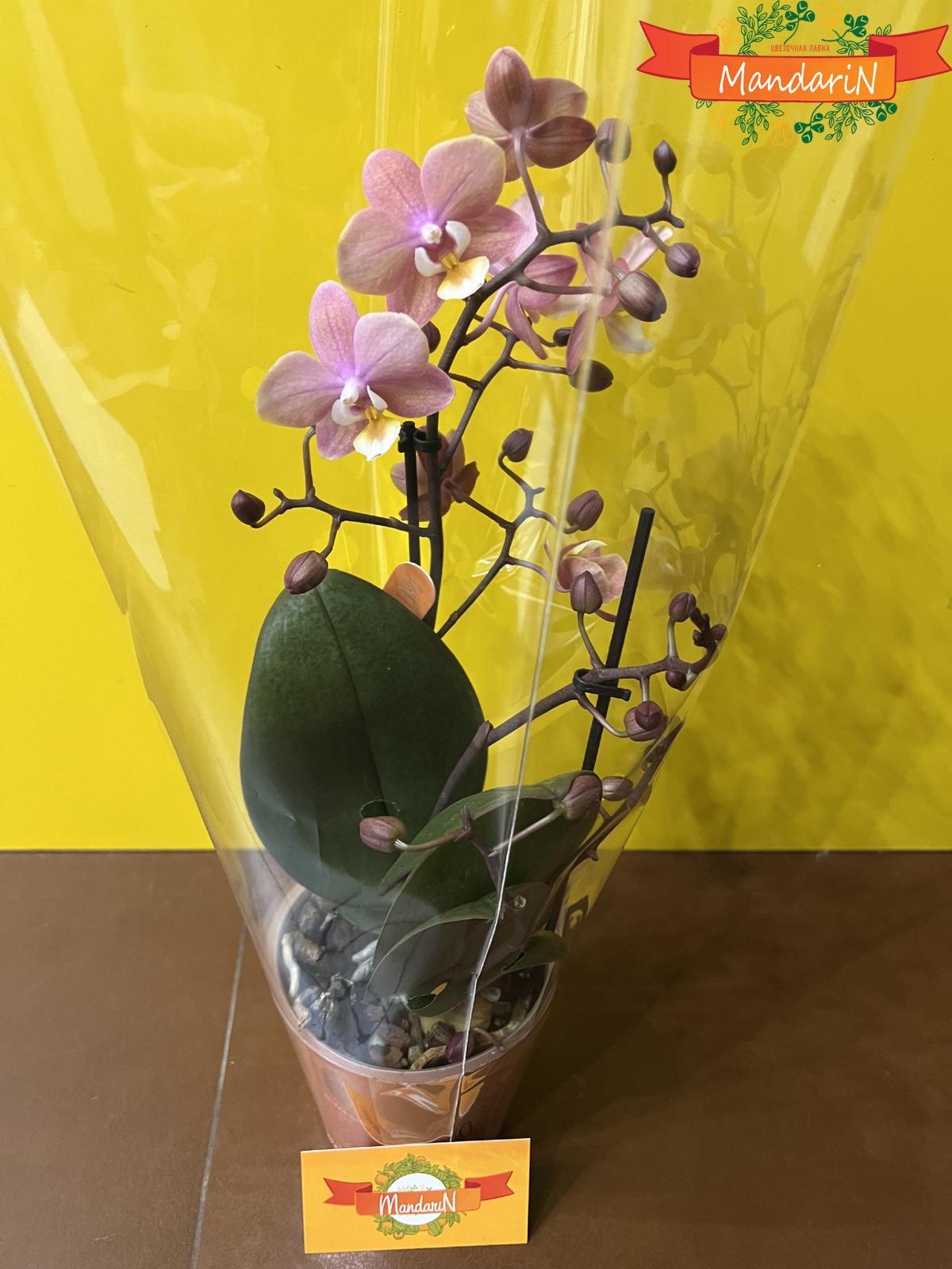 Арома (пахнущая) Мини-орхидея 