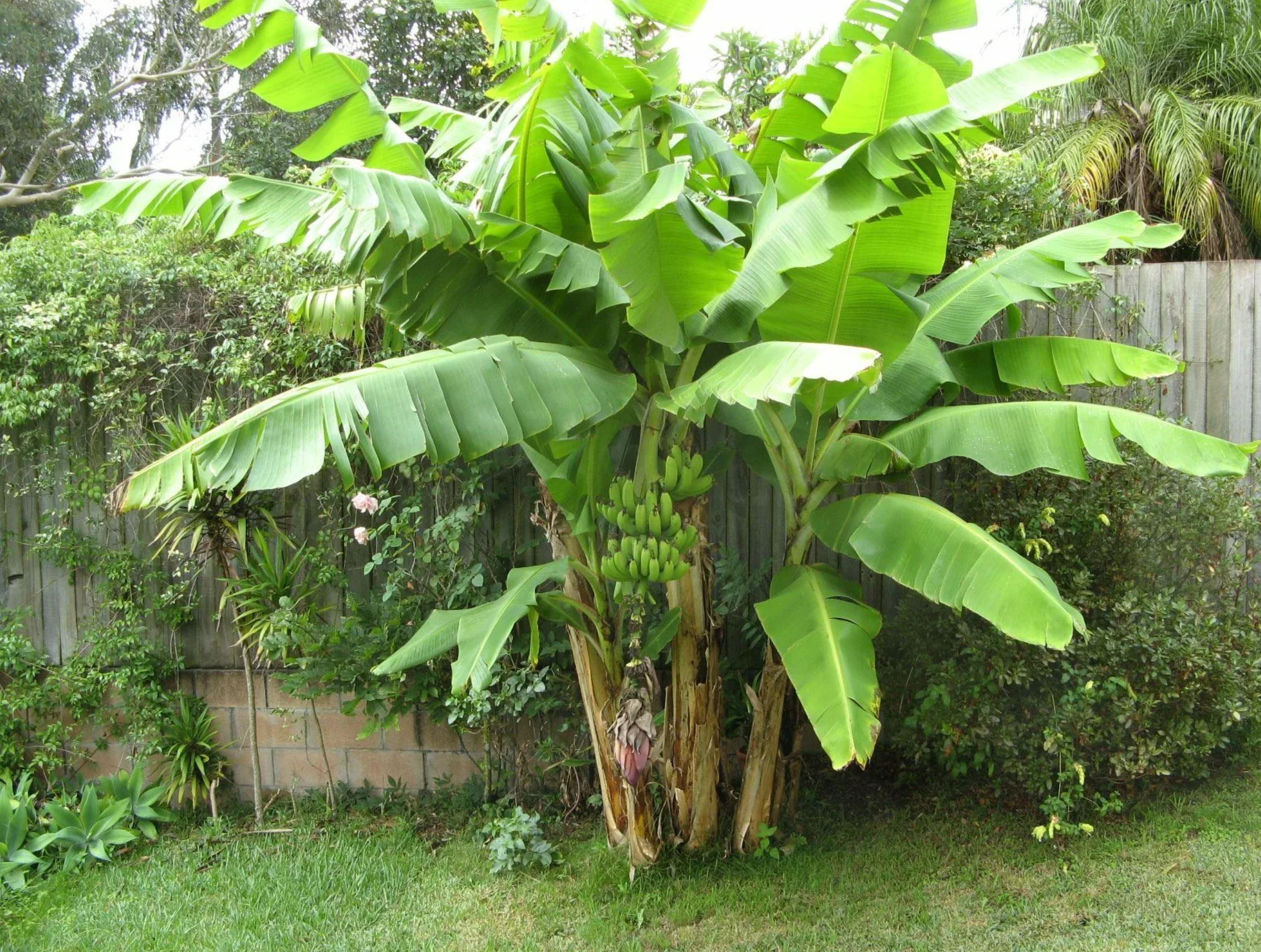 Основная и важная инфломация про растение банан
