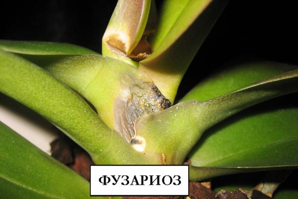 Болезни орхидеи Фаленопсис