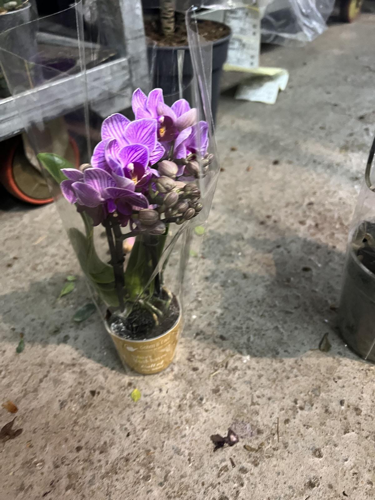 Фаленопсис мини 3 цветоноса - Phalaenopsis D9 H15
