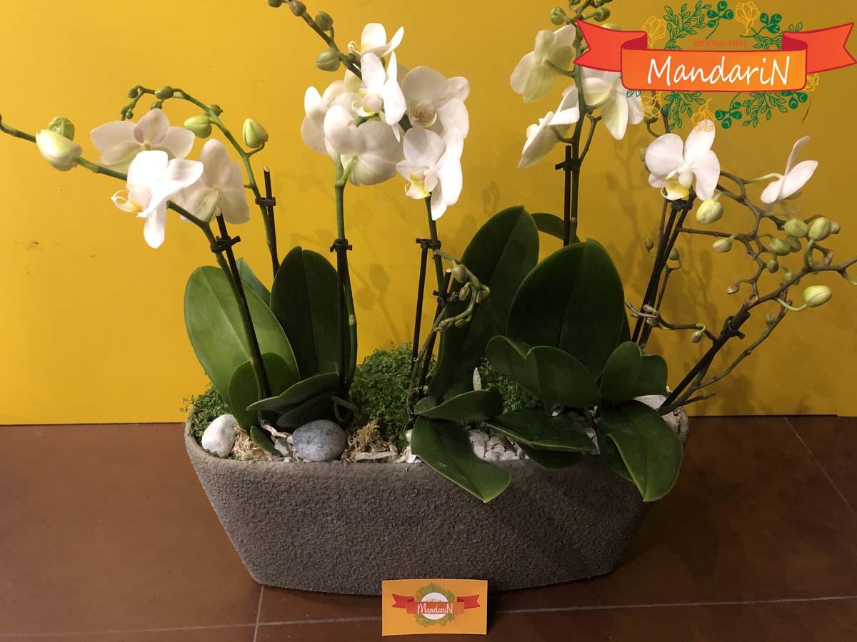 Мини-орхидея (карликовая) фаленопсис а бонсайнице