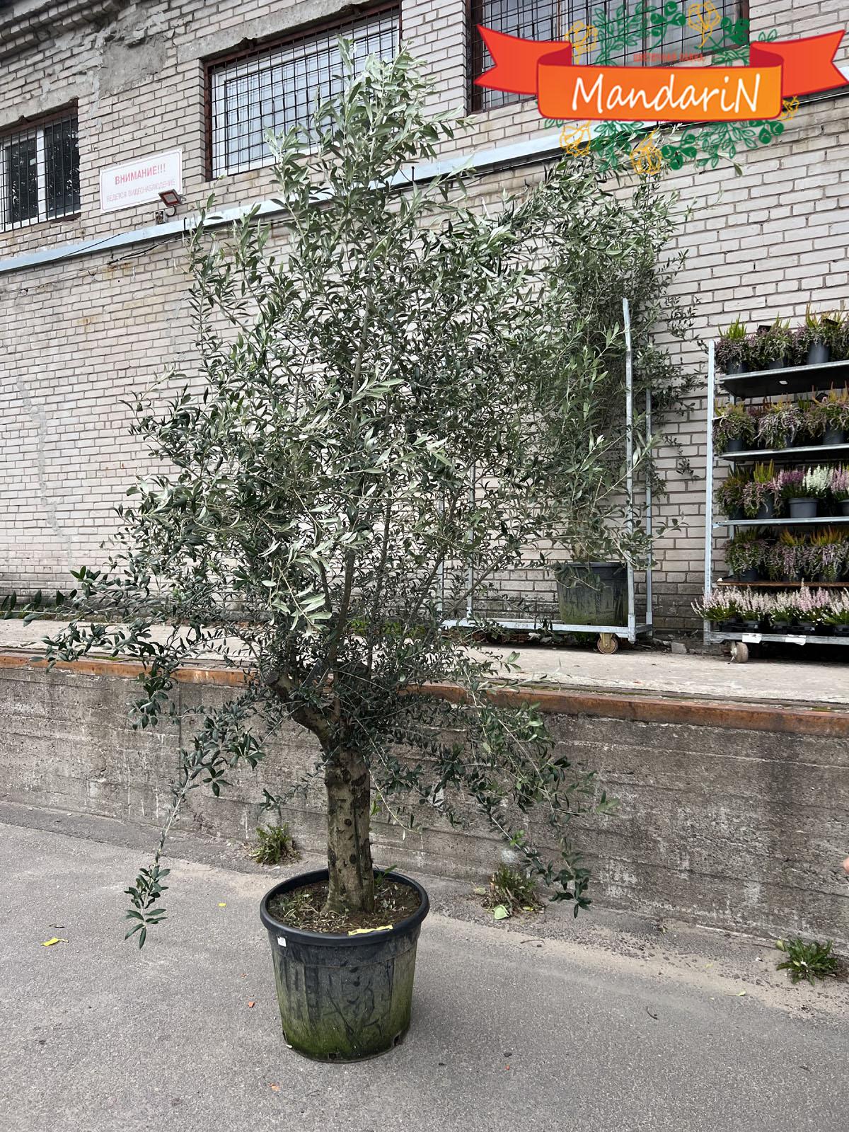 Оливковое дерево, маслина европейская - Olea europaea D80 H250