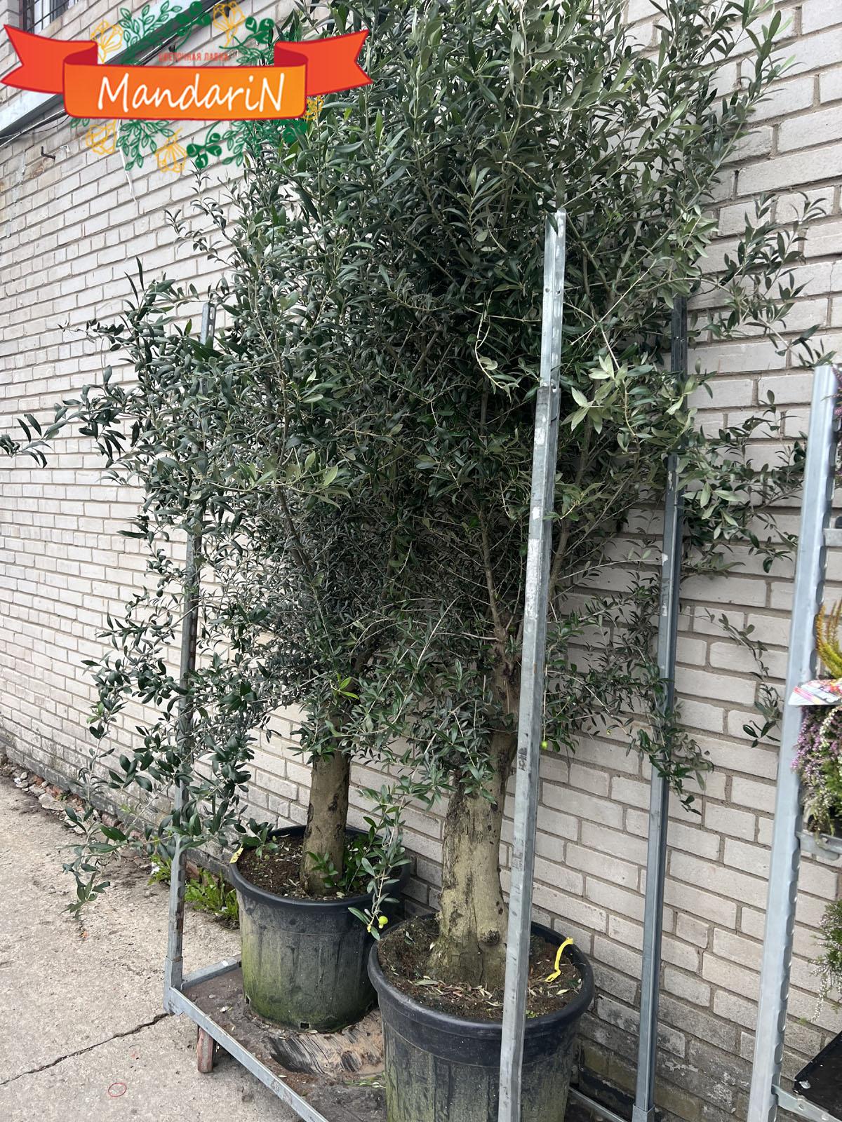 Оливковое дерево D80 H250