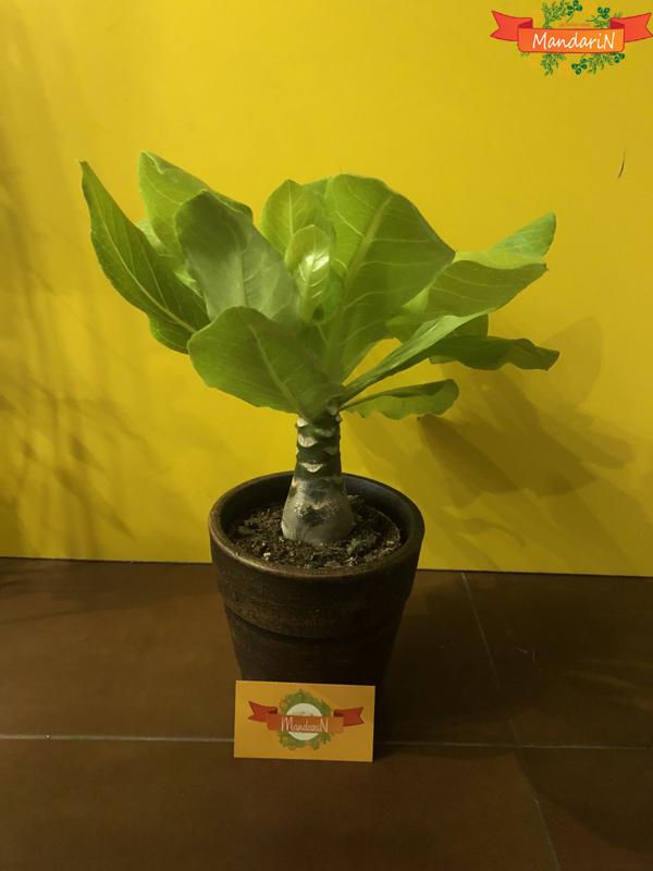 Пальма Бригамия замечательная (Гавайская пальма) в магазине Mandarin-shop.ru фото