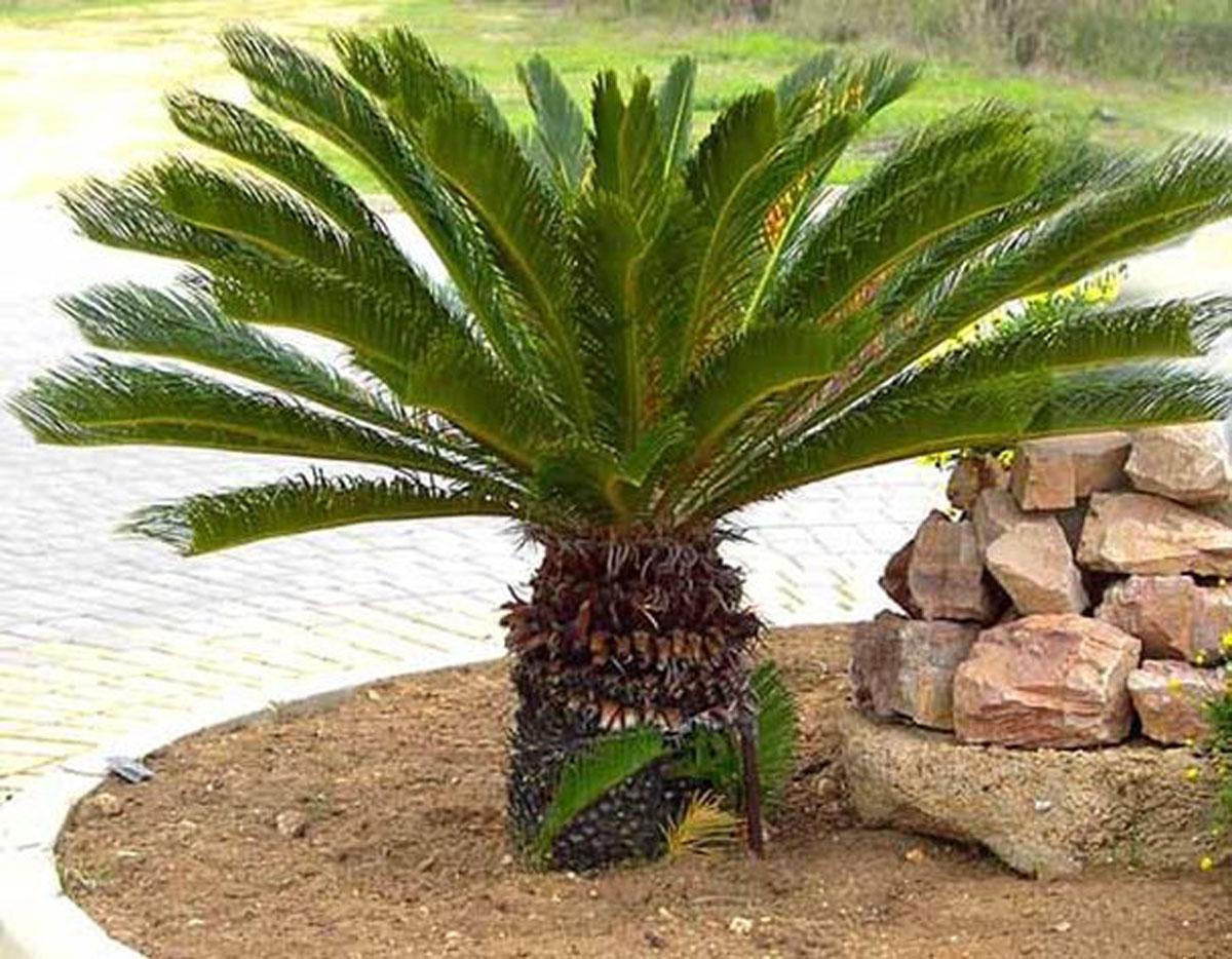 Пальма цикас в природе фото