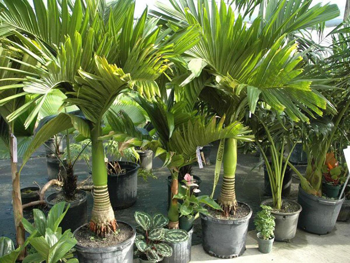 Пальмовые комнатные растения фото и названия