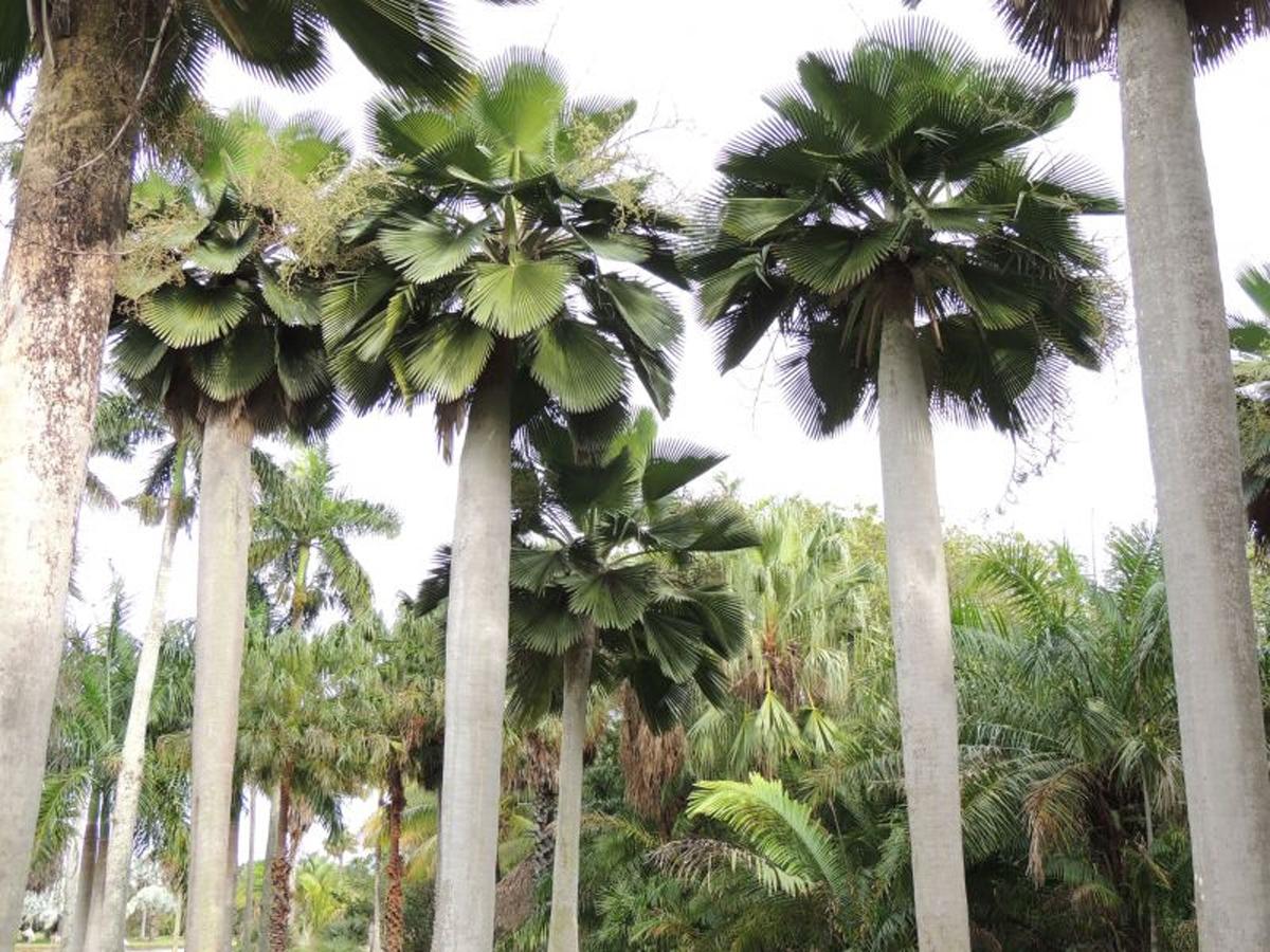 Эксклюзивные пальмы