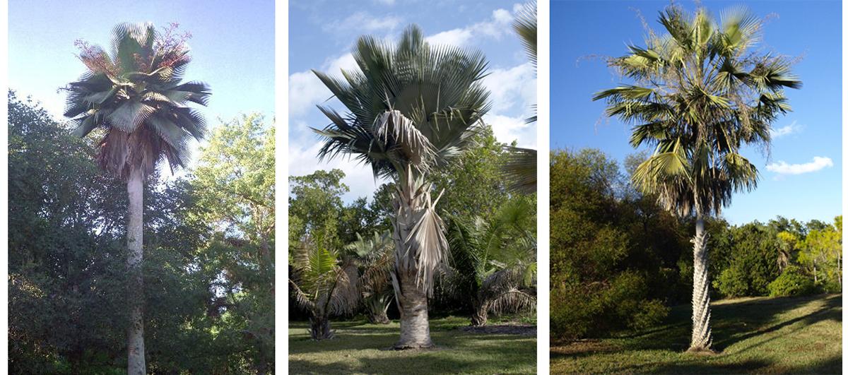 Эксклюзивные пальмы фото в природе