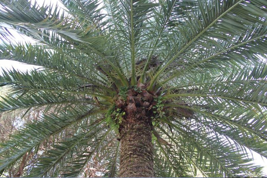 Финиковая пальма крона