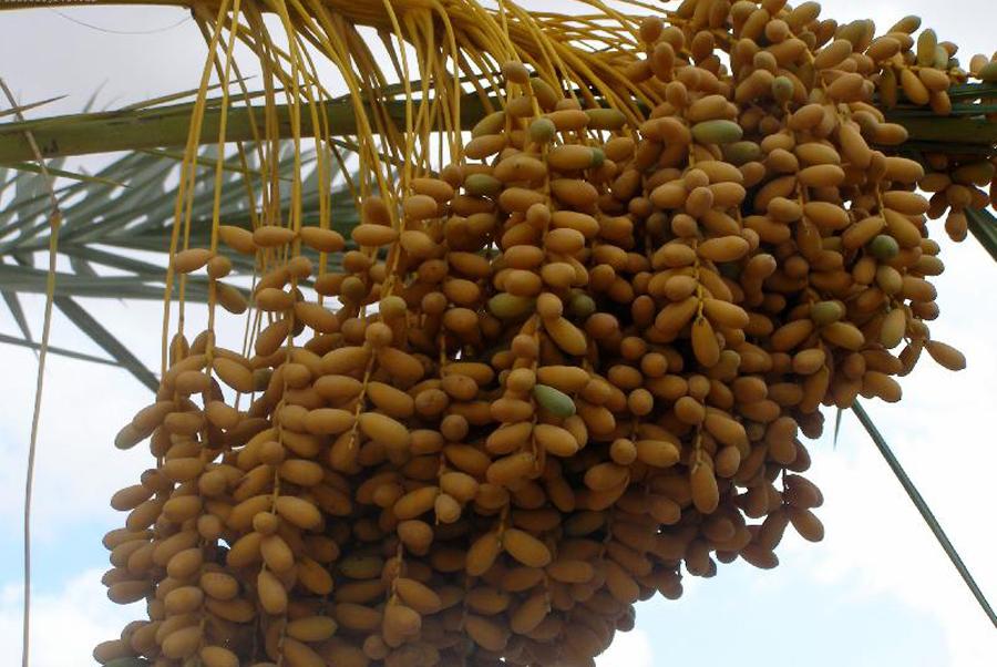 Финиковая пальма плоды