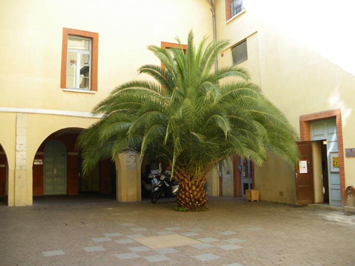 Финиковая пальма у дома