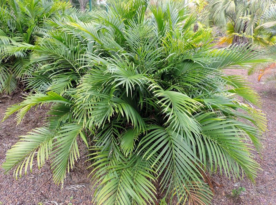 Пальма Хамедорея в природе