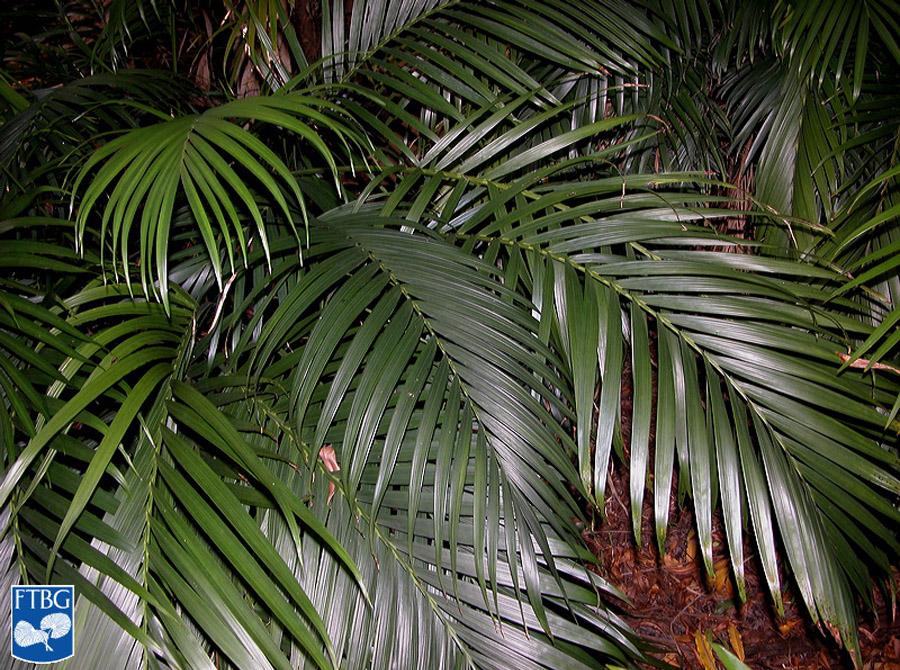 Пальма Хамедорея листва