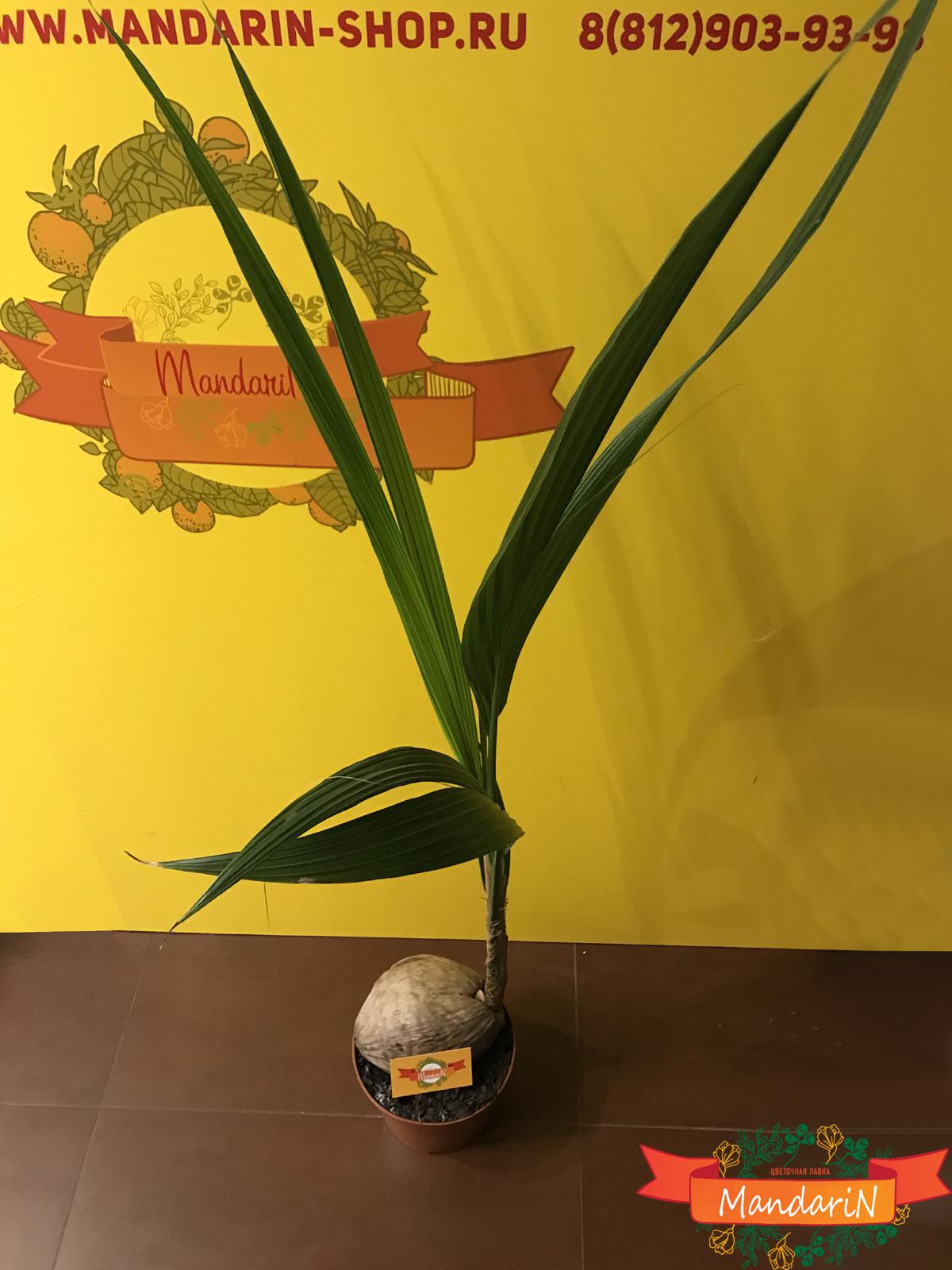 Кокосовая пальма в магазине Мандарин