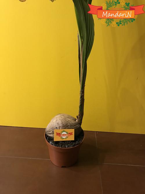 Кокосовая пальма в магазине Mandarin-shop.ru фото