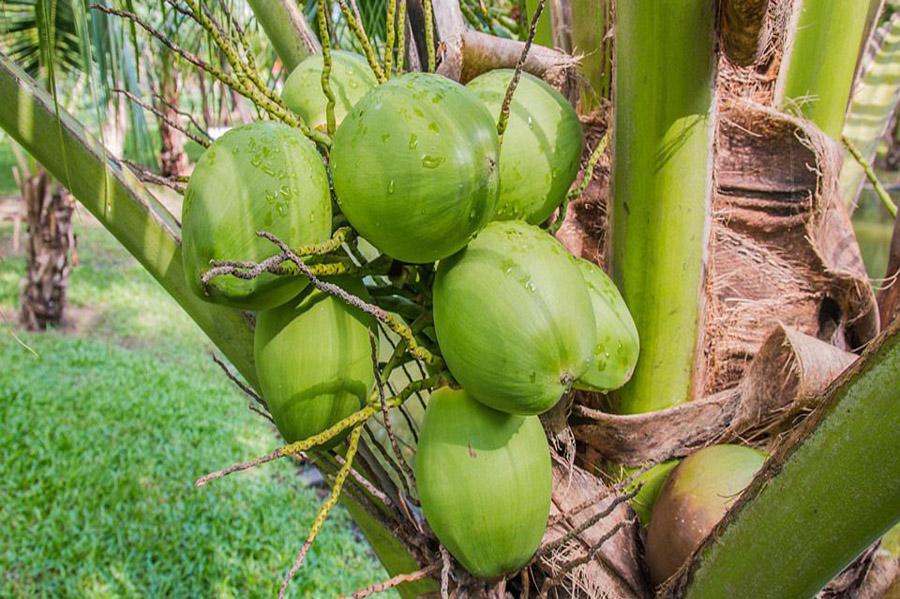 Фото кокосов
