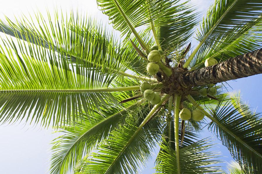 Кокосовая пальма вид снизу