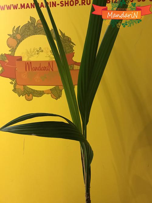 Кокосовая пальма в магазине Mandarin-shop.ru - листва