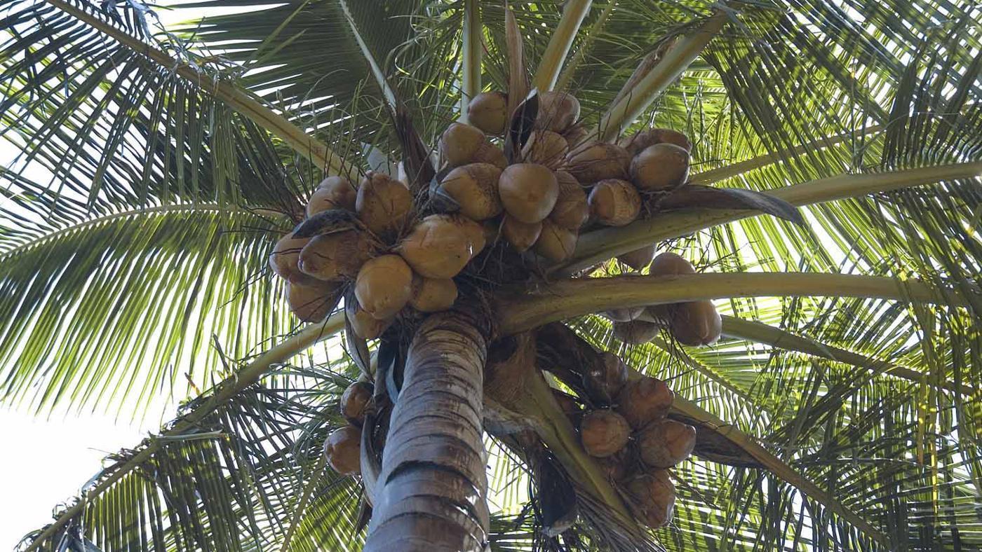 Кокосовая пальма - кокосы фото
