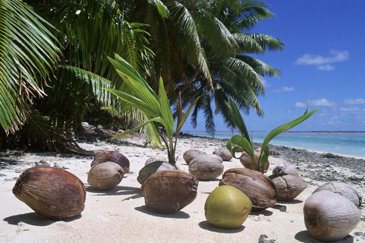 Фото проросших кокосов в природе