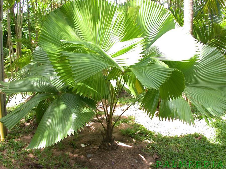 Пальма Ликуала в природе