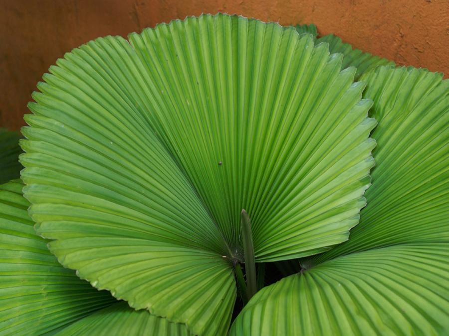 Пальма Ликуала - листовая пластина