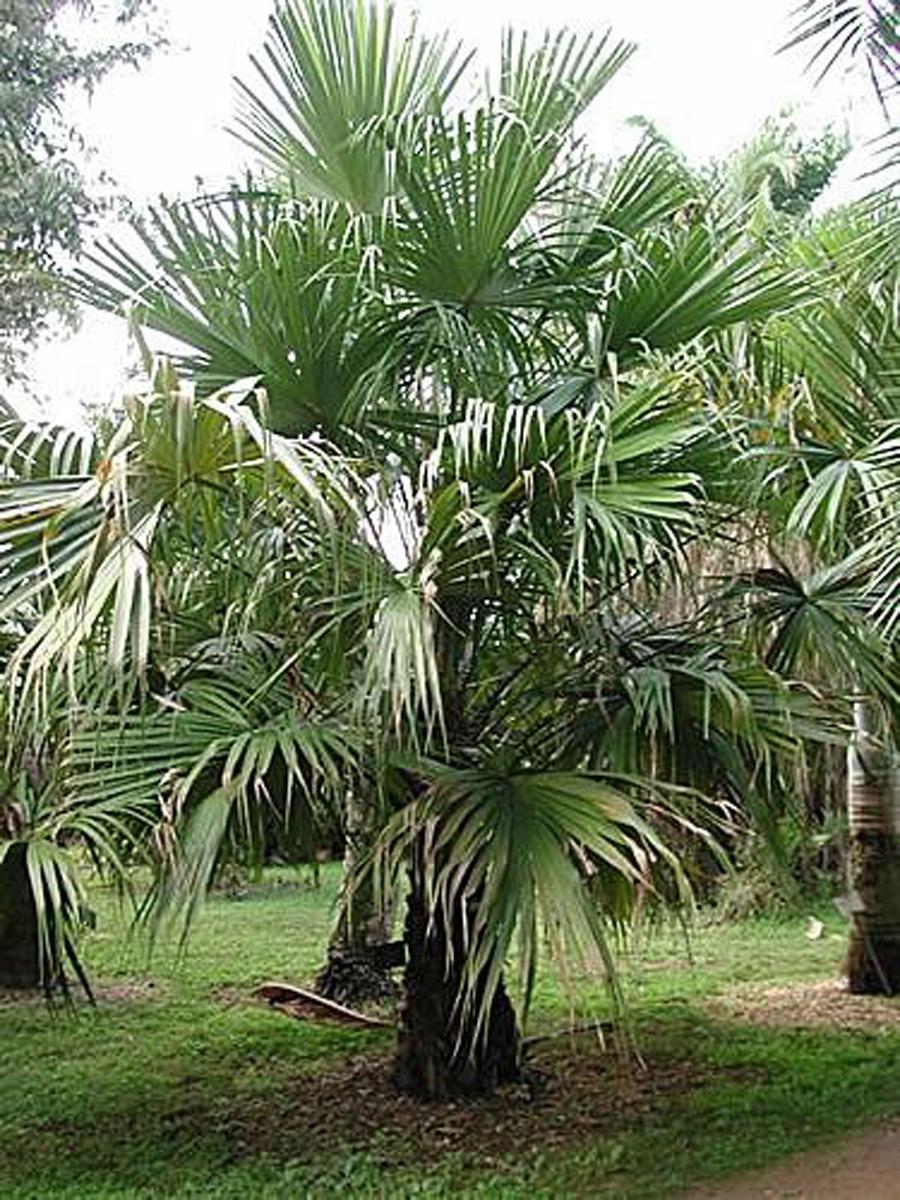 Пальма Ливистона Ротундифолиа в природе