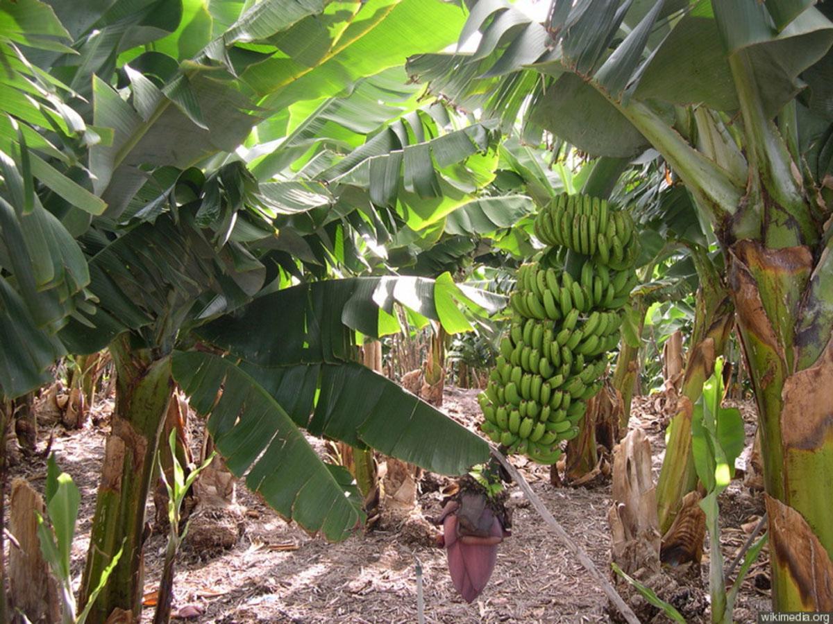 Банановая пальма Муса