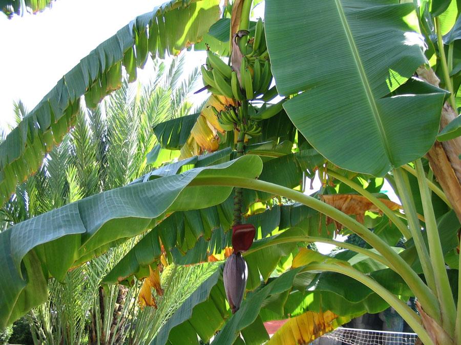 Банановая пальма Муса листва