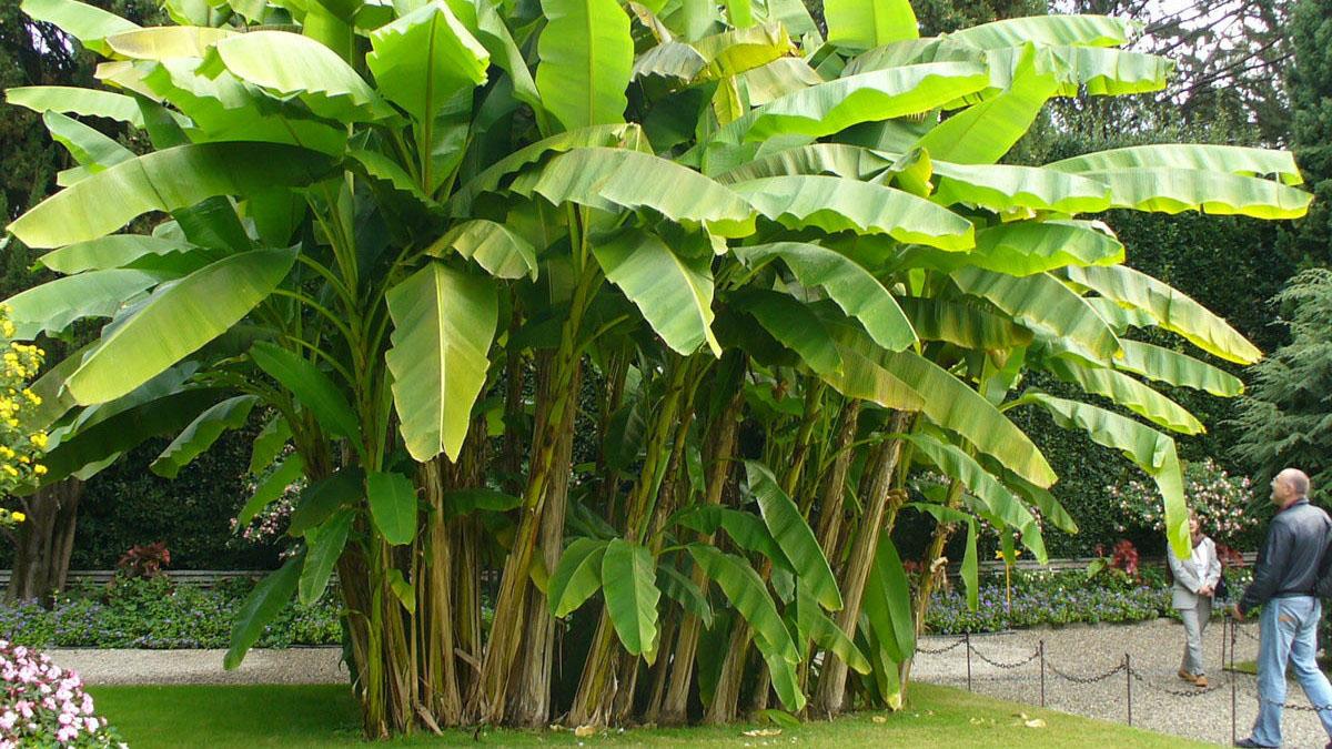 Банановая пальма Муса в парке