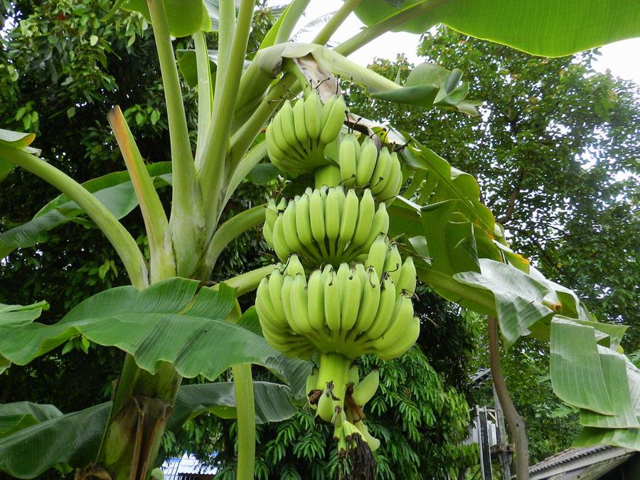 Бананы на грозди