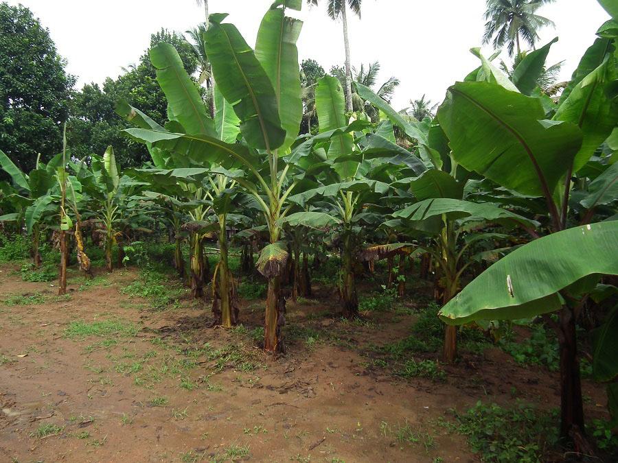 Банановая пальма Муса - плантации, выращивание