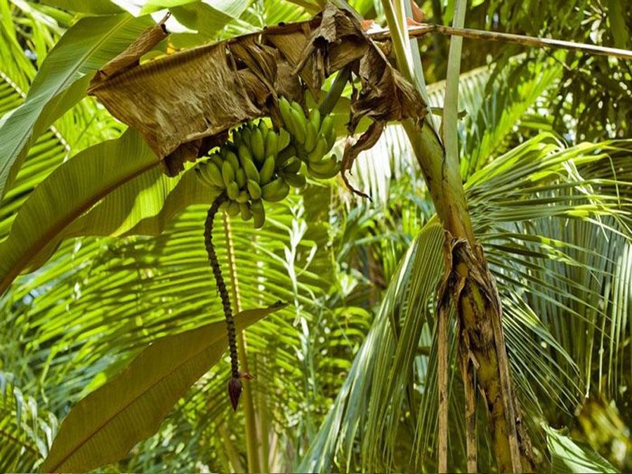 Банановая пальма Муса в природе