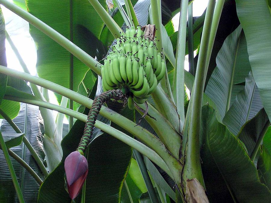 Банановая пальма Муса - плодоношение