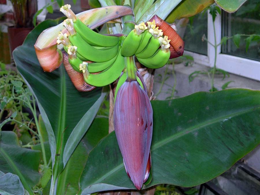 Банановая пальма Муса - красный банан