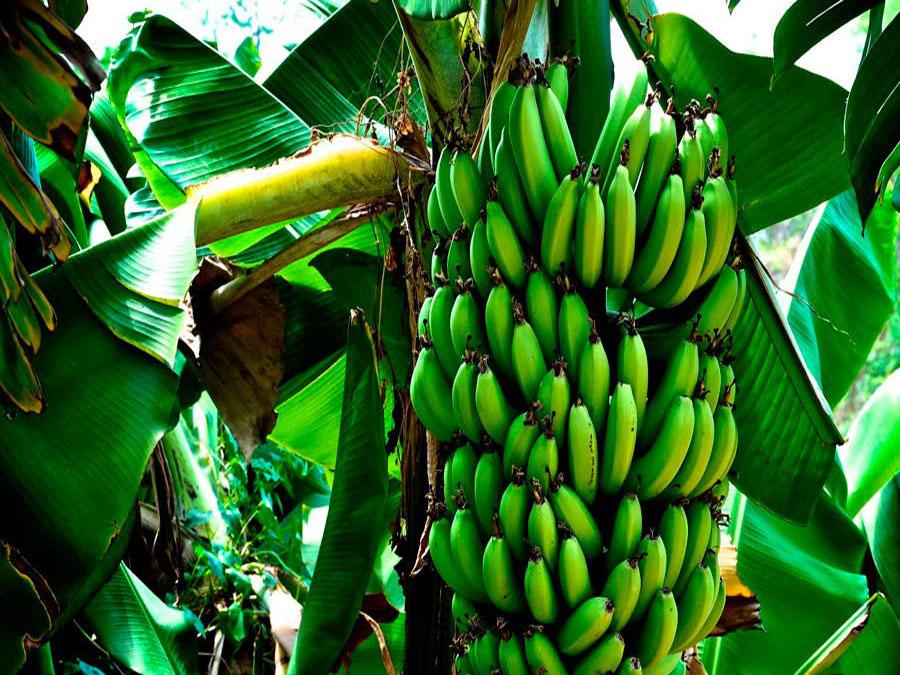 Банановая пальма Муса - плоды