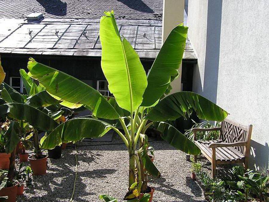 Банановая пальма Муса - 1 год
