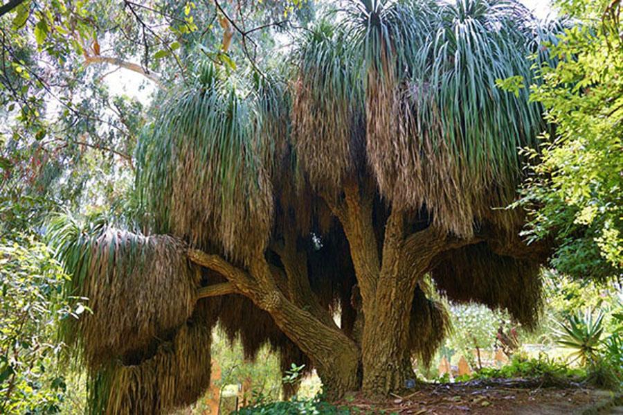 Пальма Нолина (бокарнея) в природе