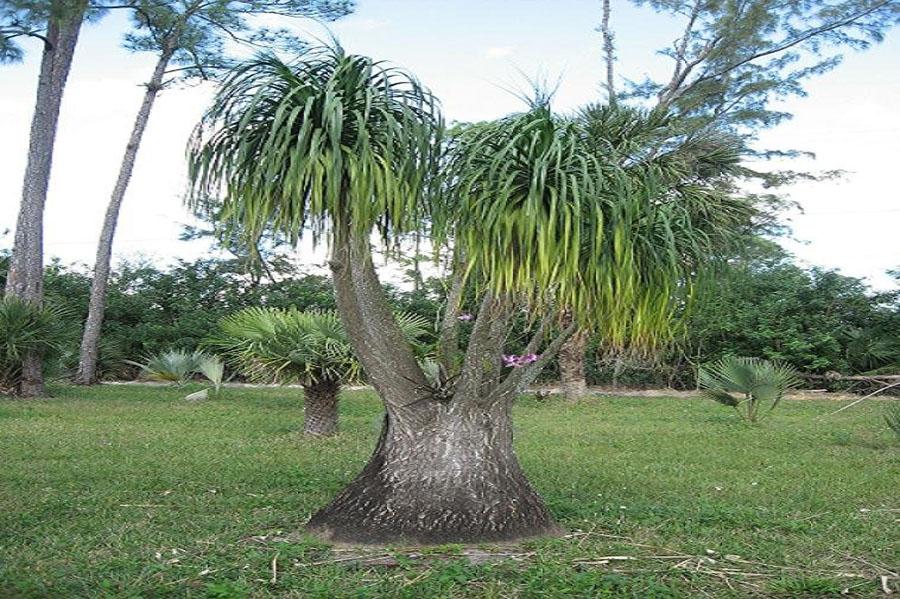 Бутылочная пальма фото