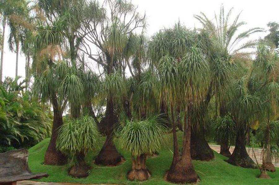 Пальма Нолина (бокарнея) - бутылочная пальма