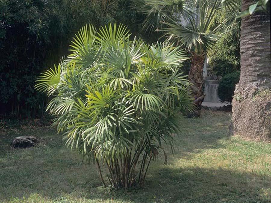 Бамбуковая пальма