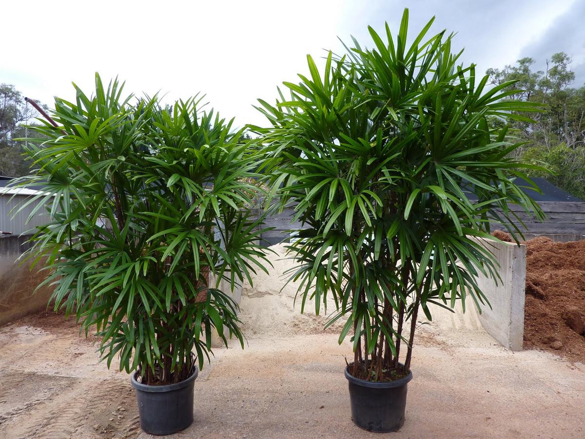 Пальма рапис (бамбуковая пальма) фото