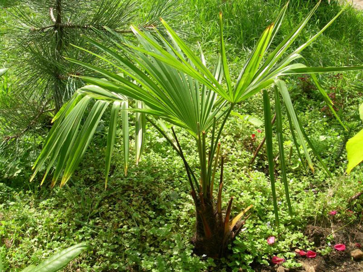 Пальма Трахикарпус листья