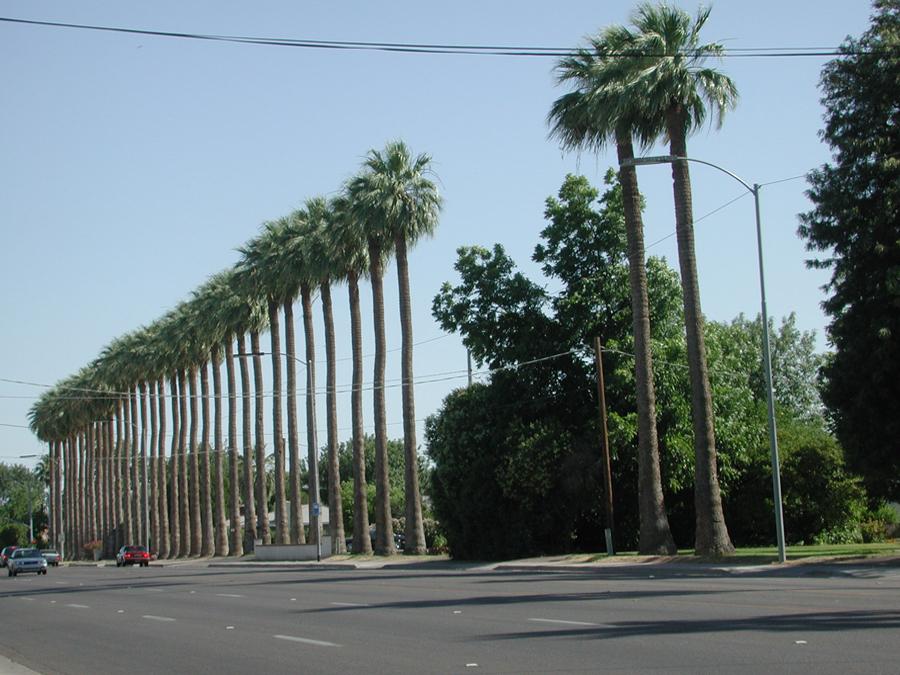Пальмы Вашингтония вдоль дороги