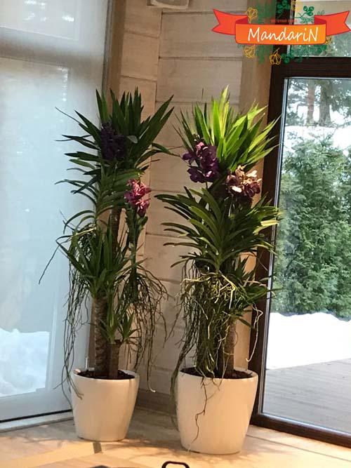 Пальма Юкка с орхидеей ванда