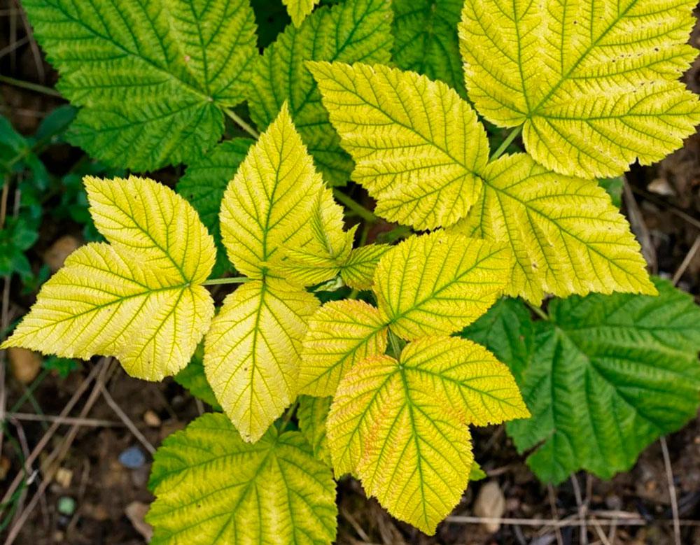 Диагностика хлороза и признаки по цвету листьев