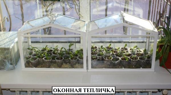 Комнатные теплички и парники для выращивания и реанимации растений